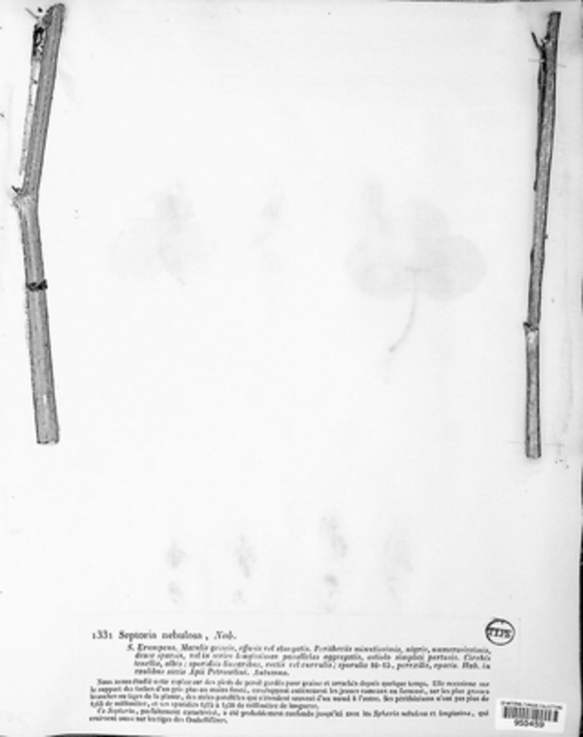 Selenophoma image